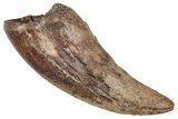 Fossil Dromaeosaurid Theropod (Raptor) Foot Claw - Montana #341081-1